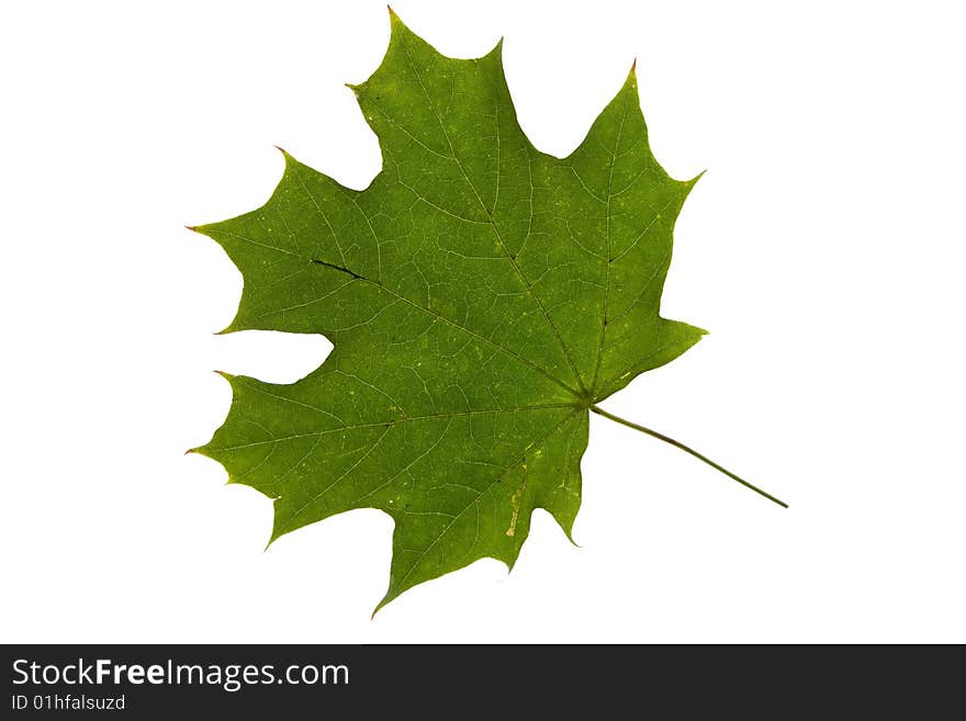 Green maple leaf  isolated on white