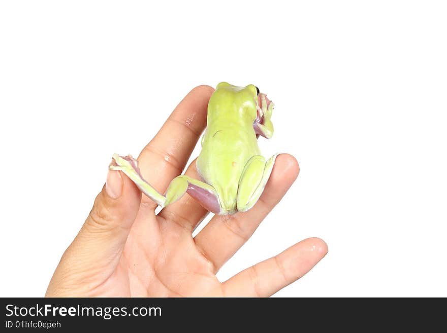 Green Tree Frog