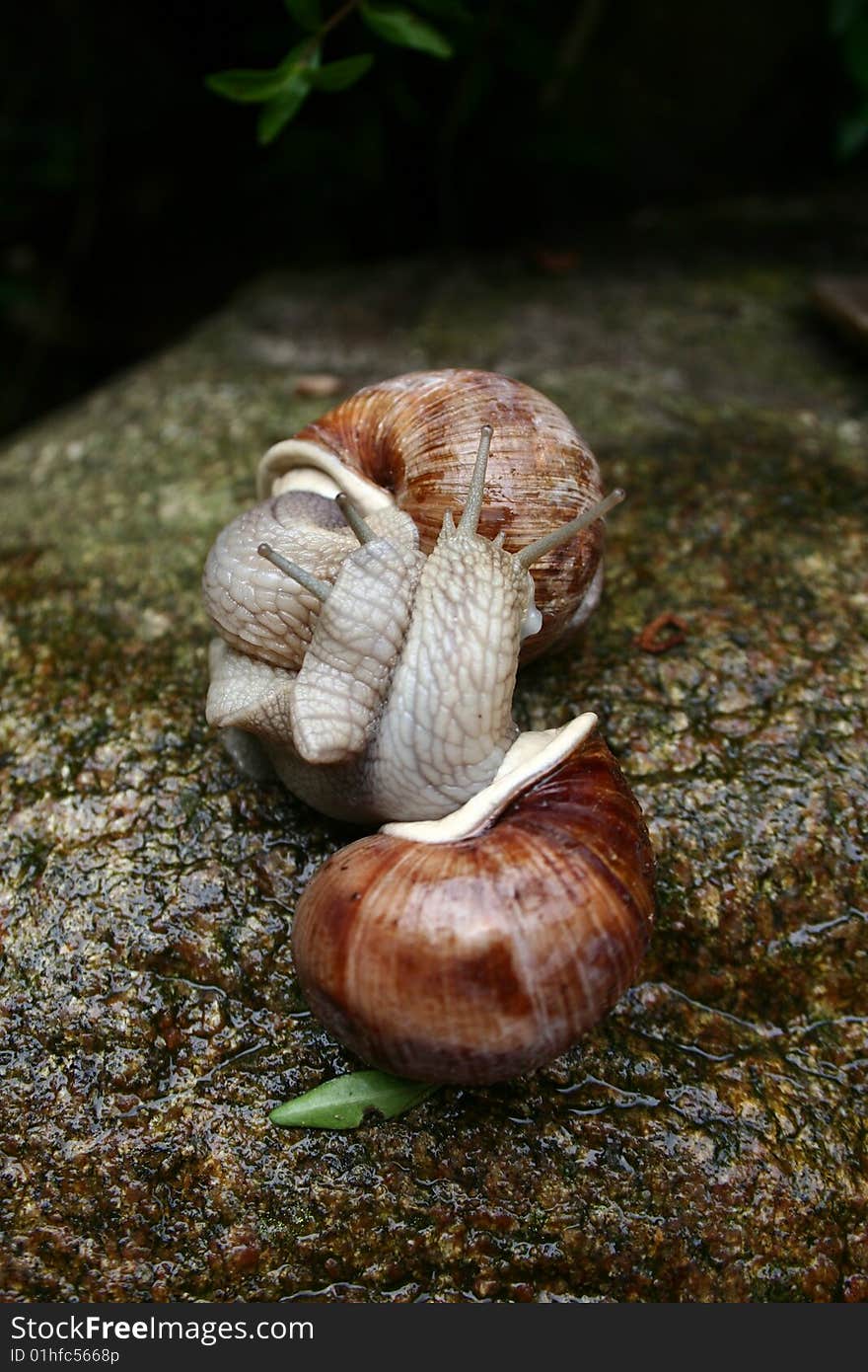 Snail couple on a Rock Kissing