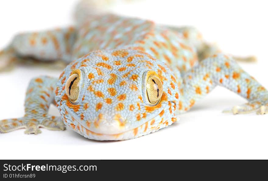 Gecko