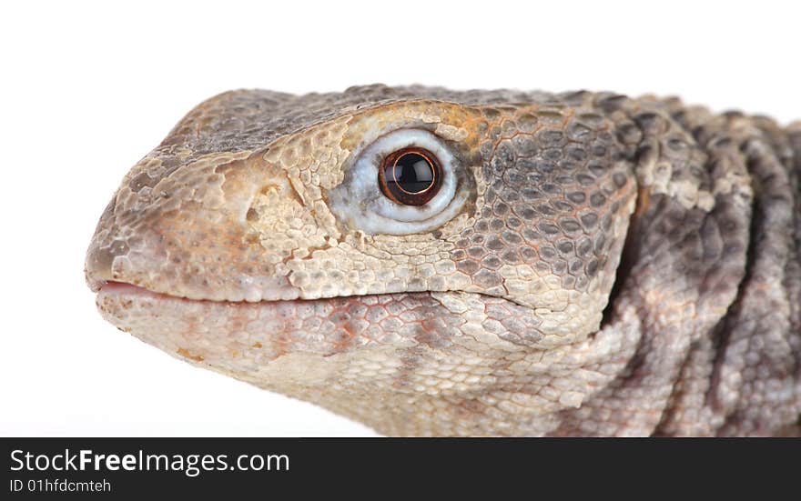 Lizard