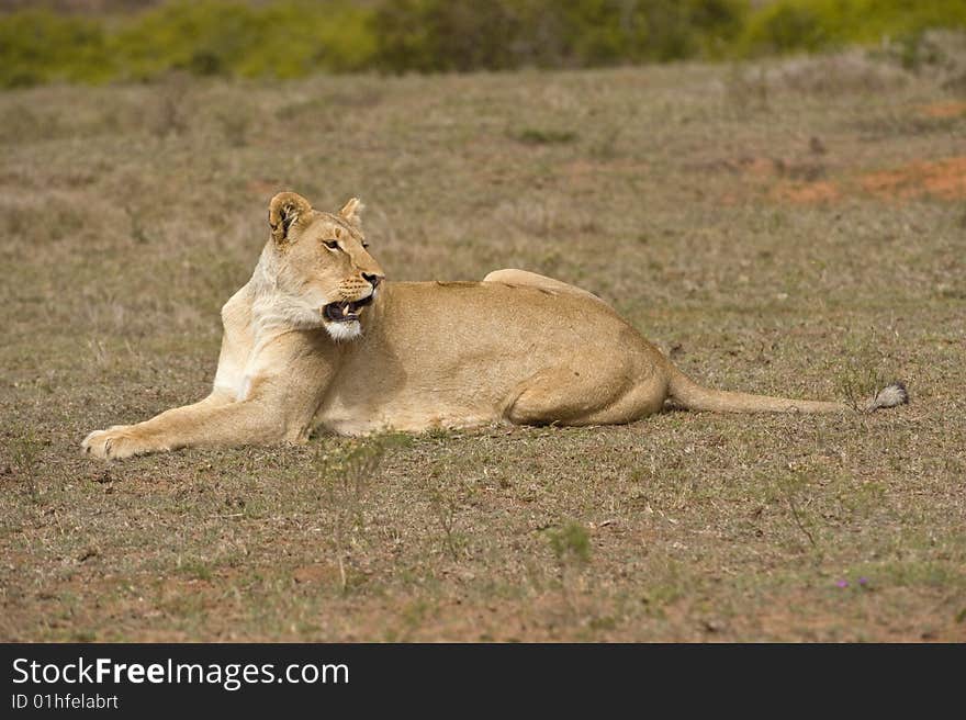 Aware Lioness