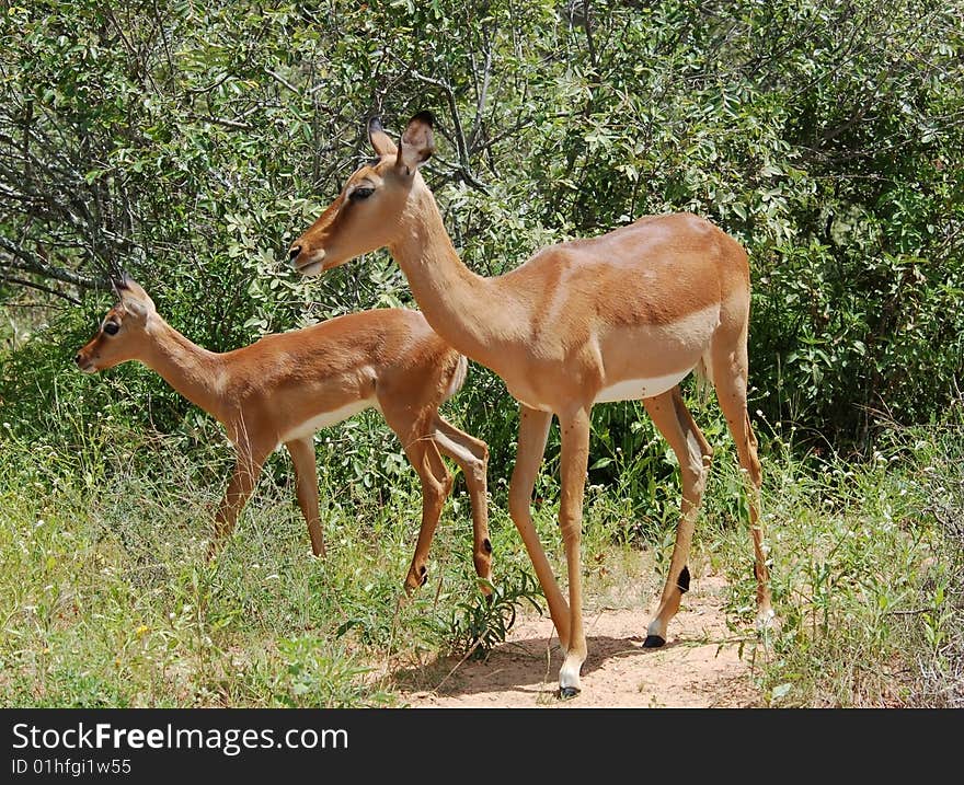 Young female Impala Antelope (Aepyceros Melampus) in the Kruger Park, South Africa. Young female Impala Antelope (Aepyceros Melampus) in the Kruger Park, South Africa.