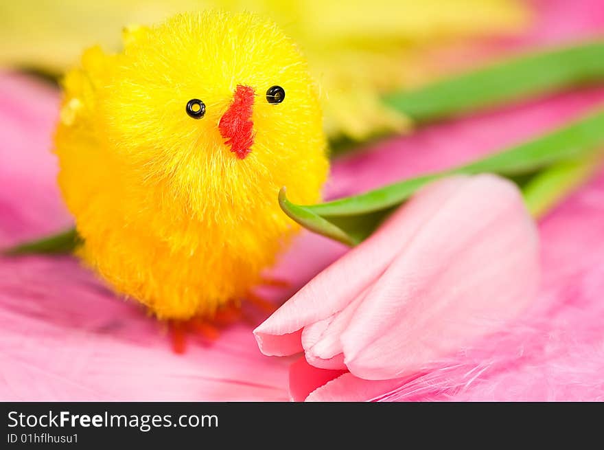 Close up on easter chicken with tulip on pink feathers