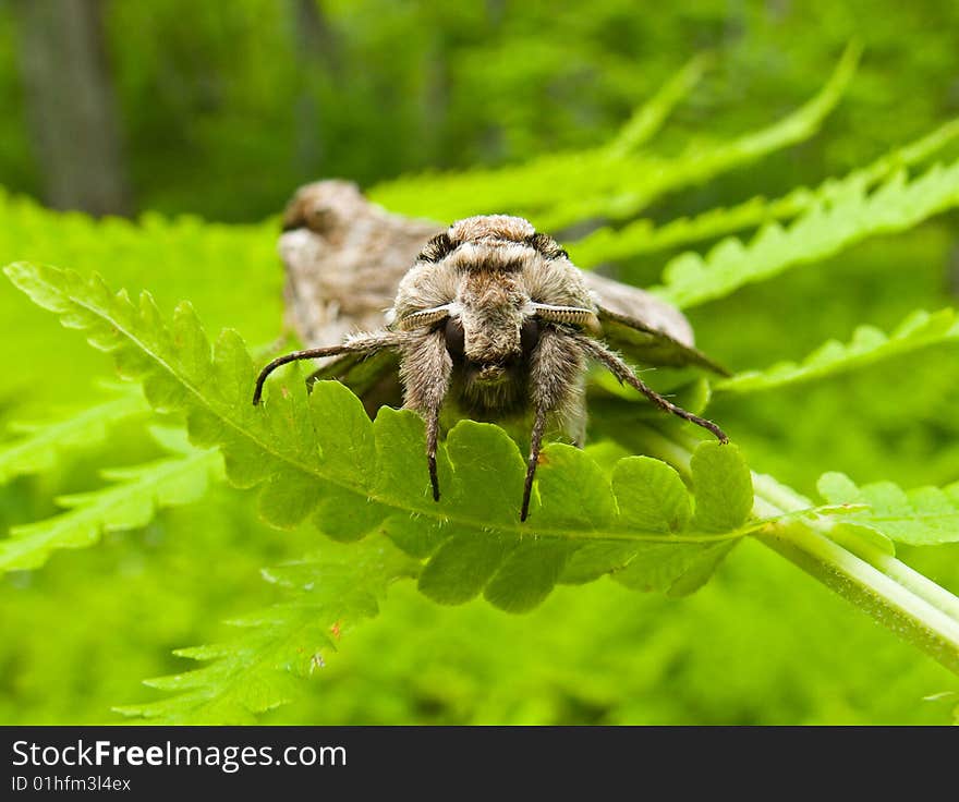 Butterfly Hawk Moth 17