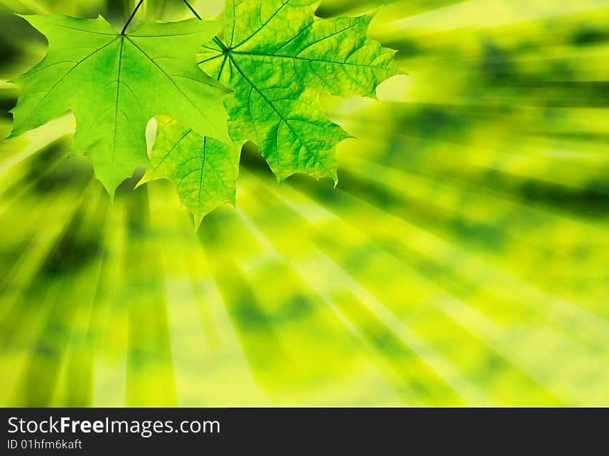 Fresh spring leaves glowing in sunlight. Fresh spring leaves glowing in sunlight