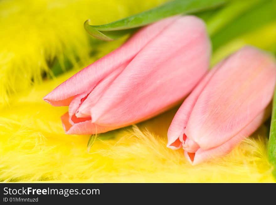 Close up on pink tulips on yellow feathers. Close up on pink tulips on yellow feathers