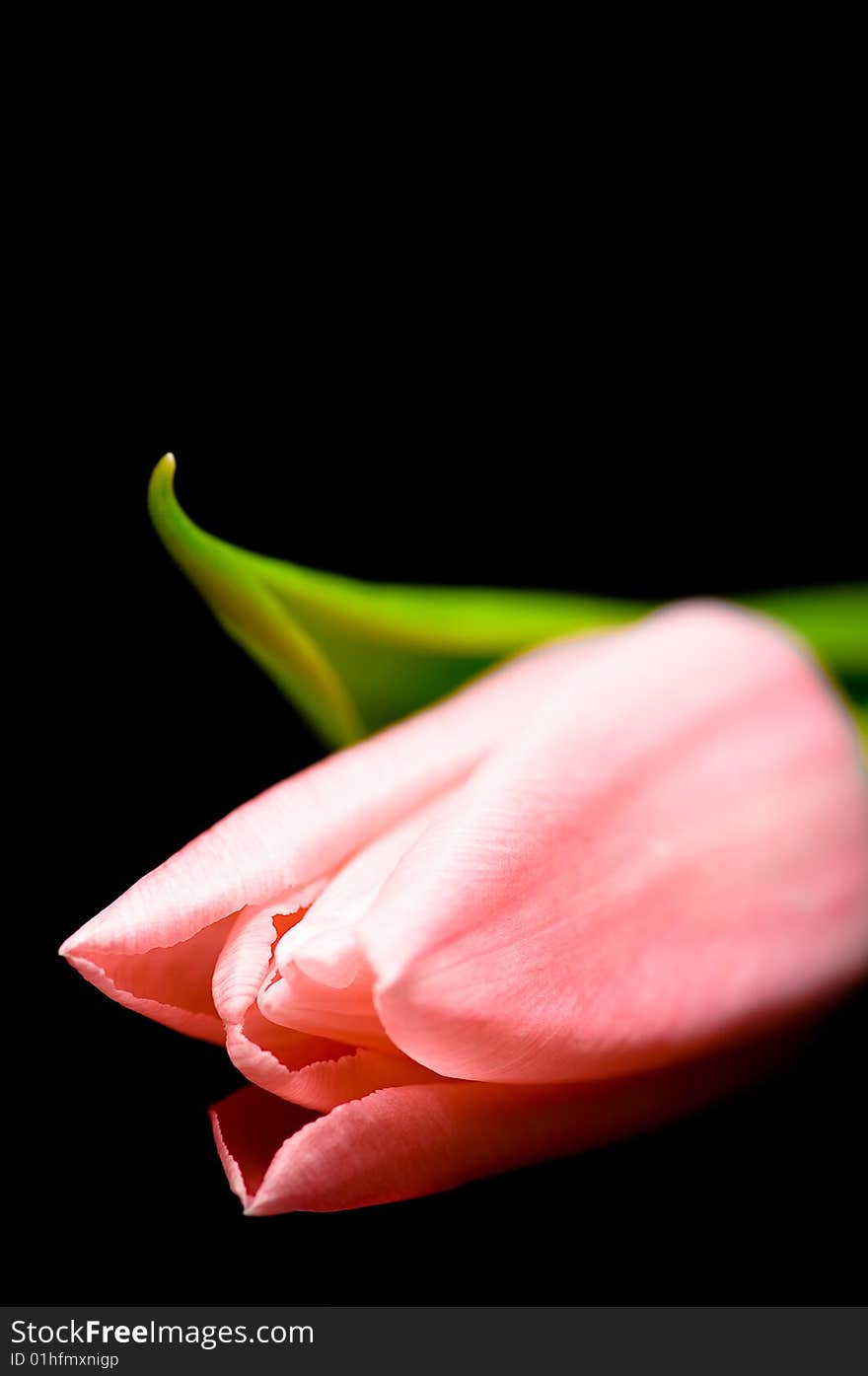 Close up on pink tulip on black background. Close up on pink tulip on black background