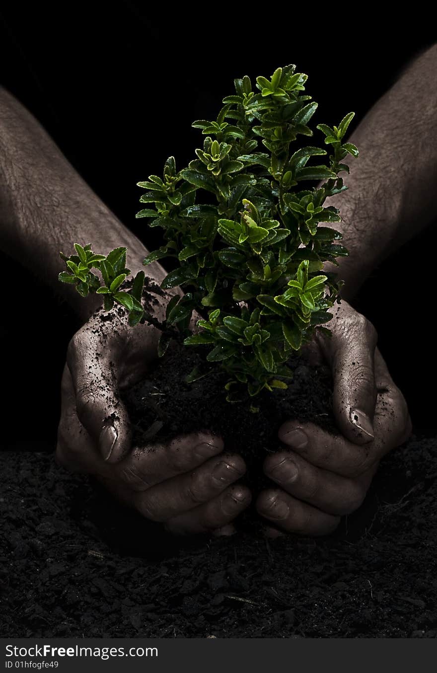 Male hands holding a small tree. Hands are dirty. Male hands holding a small tree. Hands are dirty.