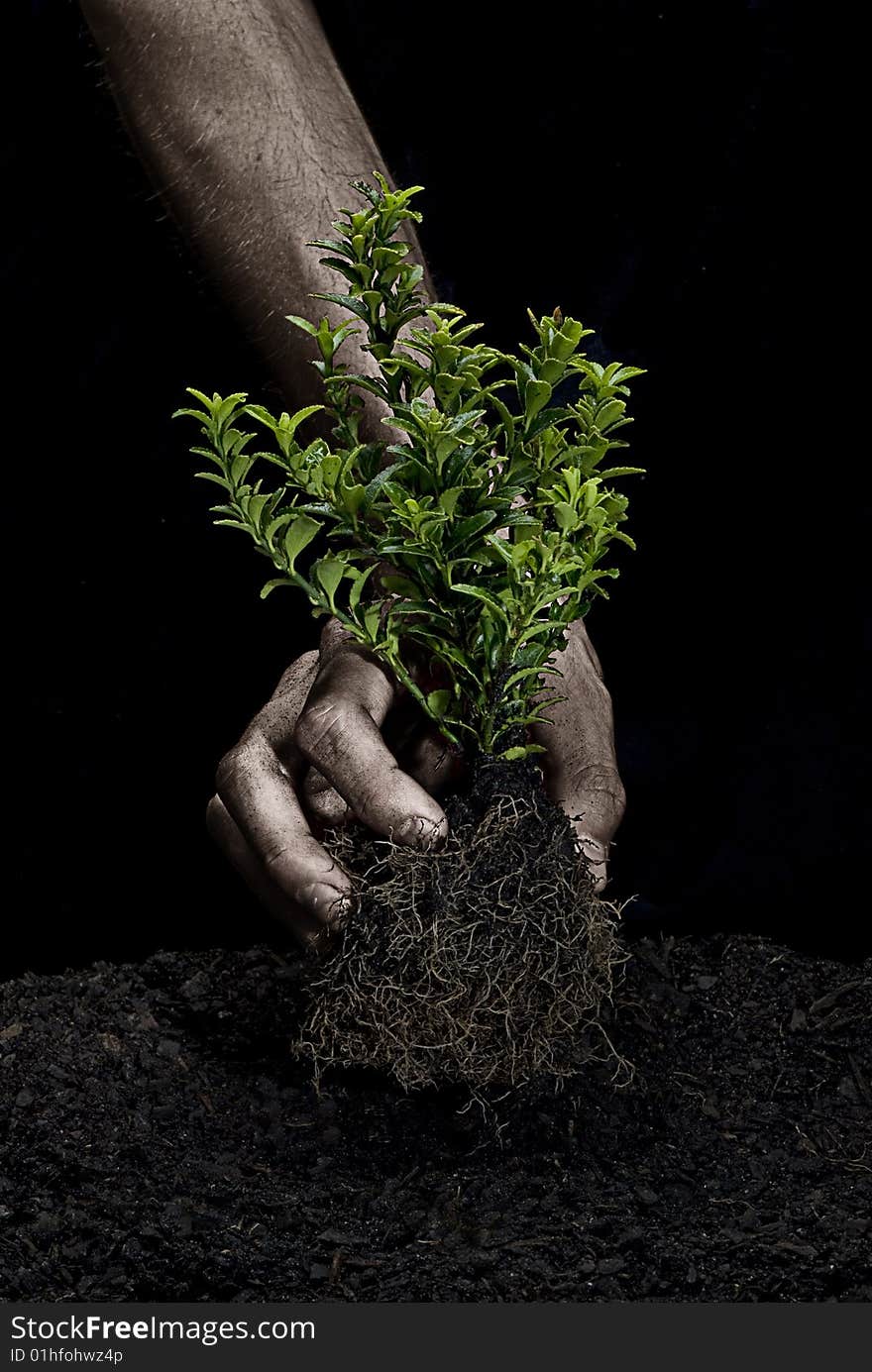 Male hands holding a small tree. Hands are dirty. Male hands holding a small tree. Hands are dirty.