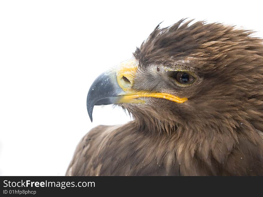 Close-up of a majestic eagle head