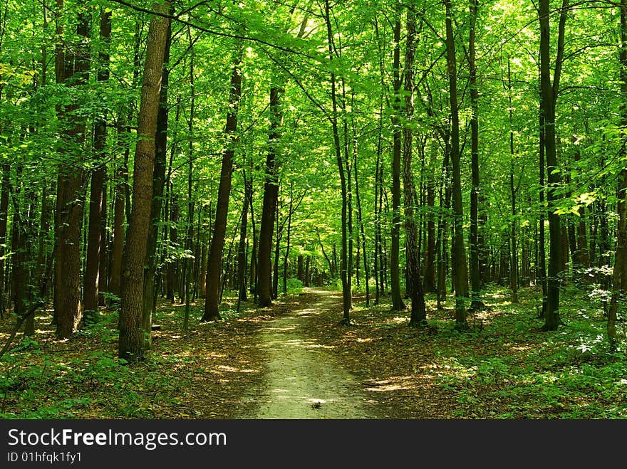 Path in summer green forest