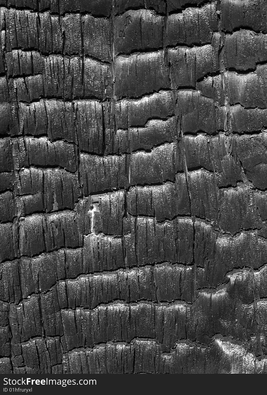 A close-up of surface of burned tree. Russian Far East, Primorye. A close-up of surface of burned tree. Russian Far East, Primorye.