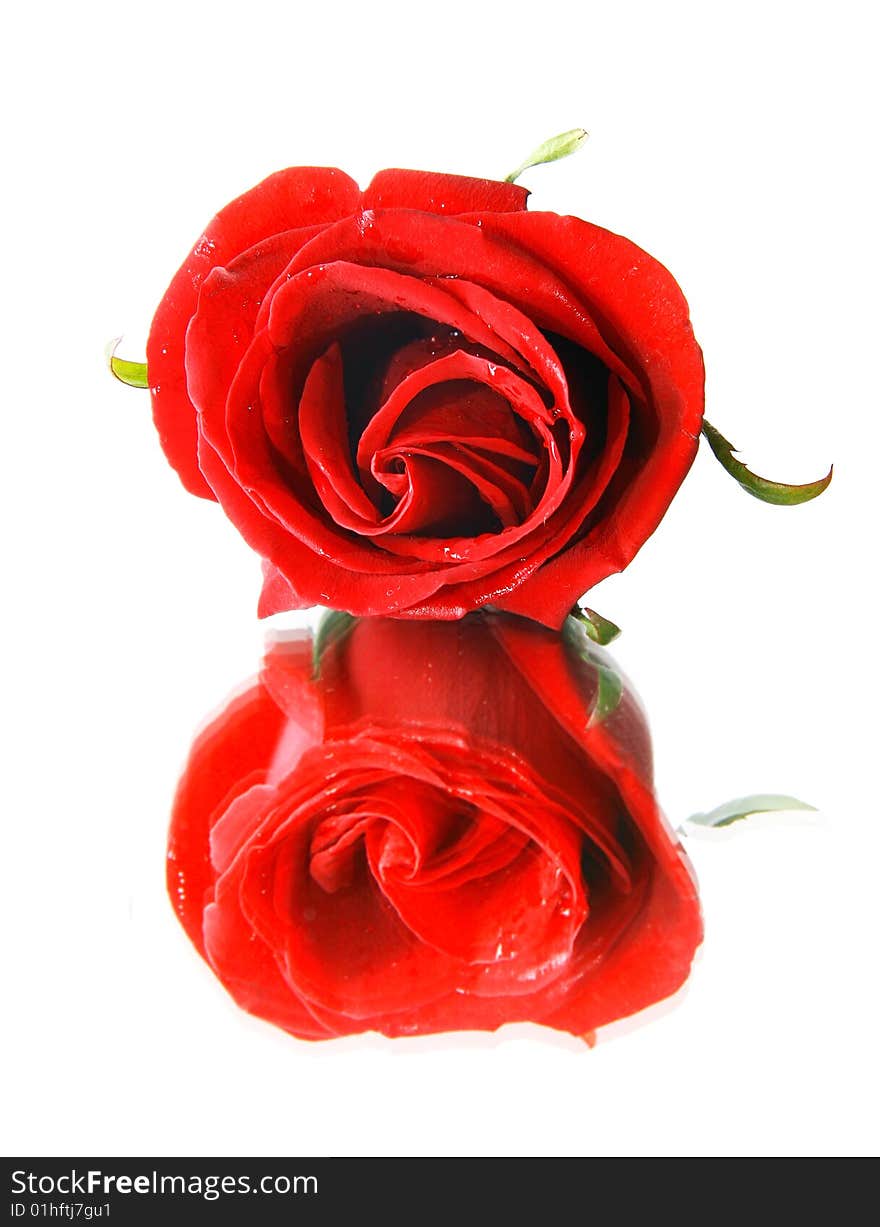 Red Rose And Its Reflection