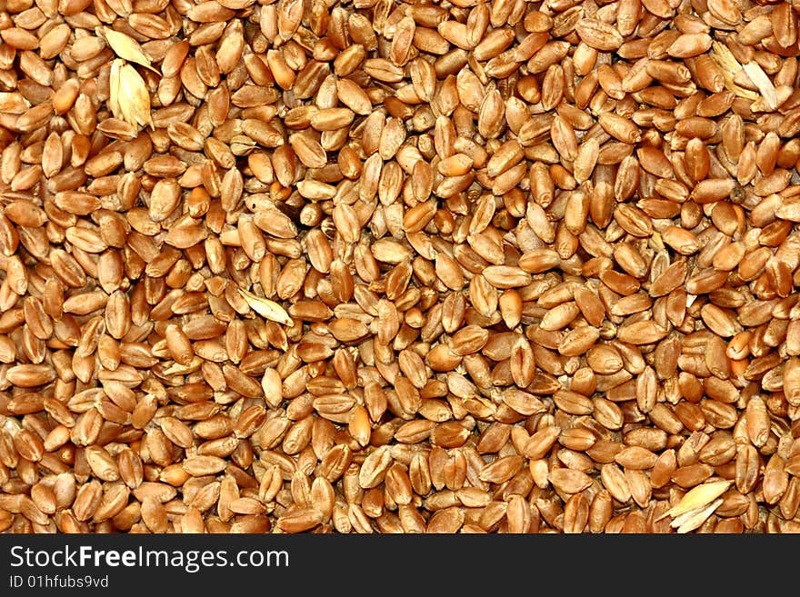 Background in the form of wheat grain. Background in the form of wheat grain