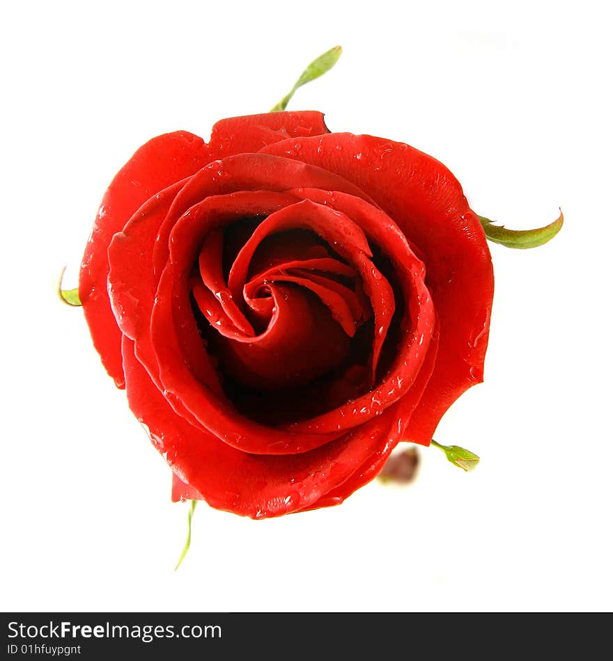 Red rose over white background