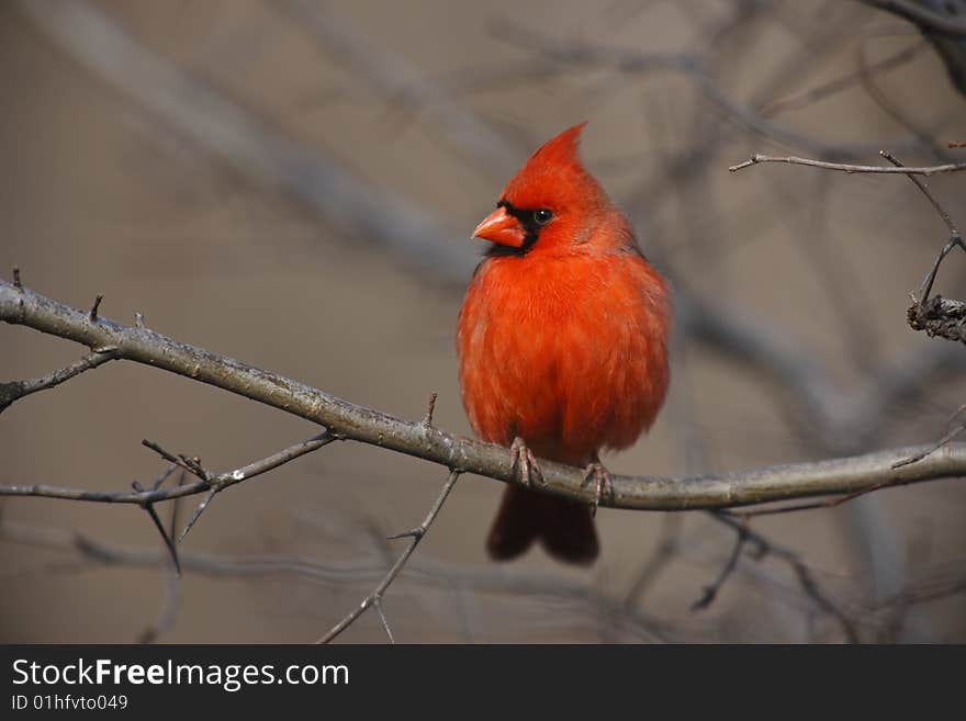 Northern Cardinal (Cardinalis cardinalis cardinalis), male perched on branch. Northern Cardinal (Cardinalis cardinalis cardinalis), male perched on branch