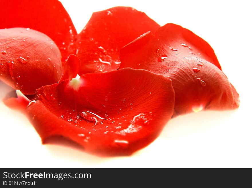 Red rose petal with water drops over white