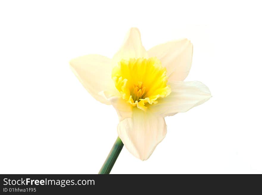 A single daffodil on a white background