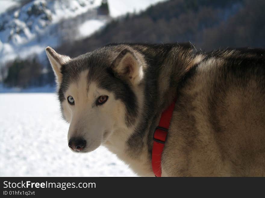 A Siberian Husky close up