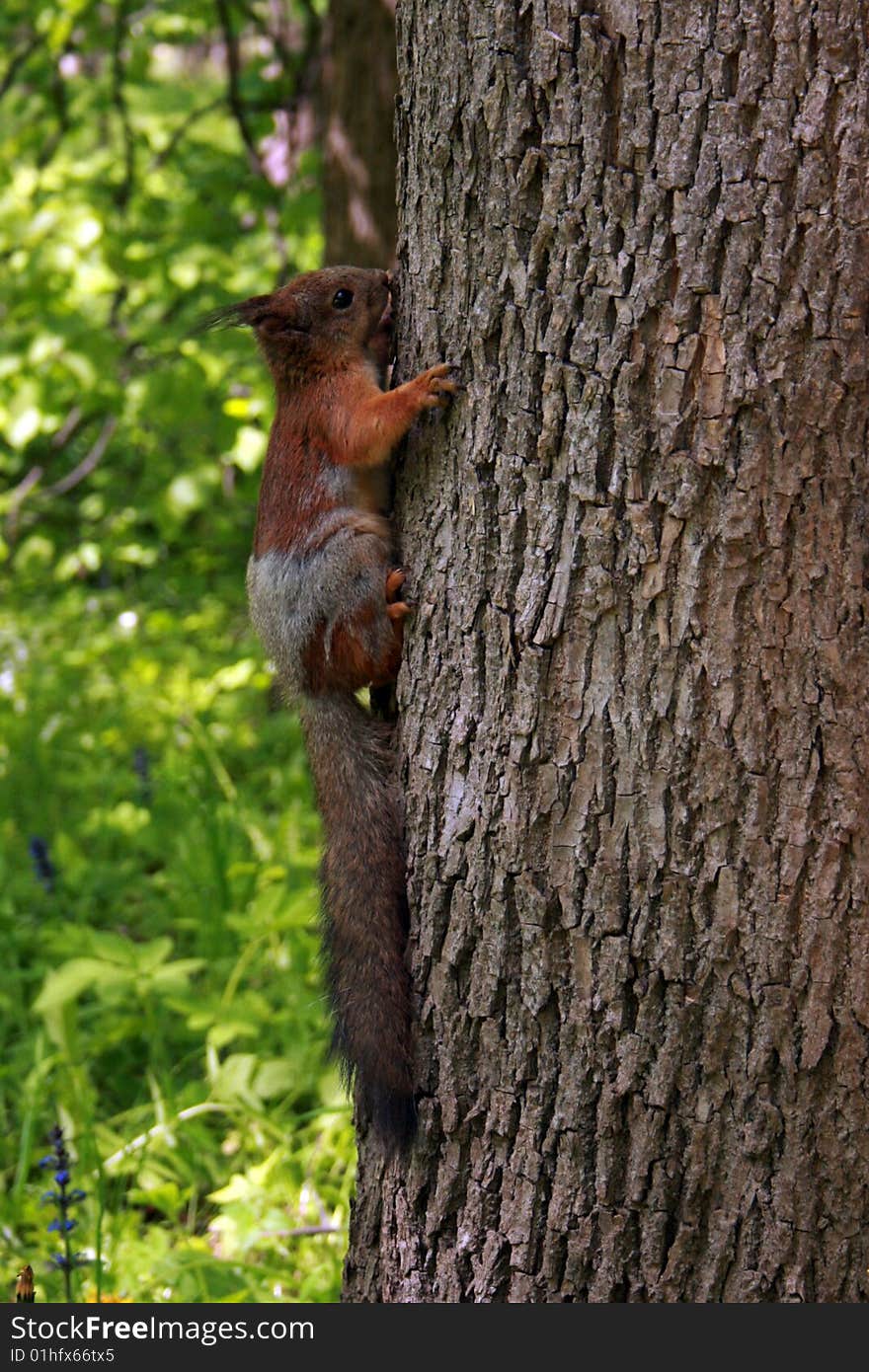 Squirrel on the tree stem