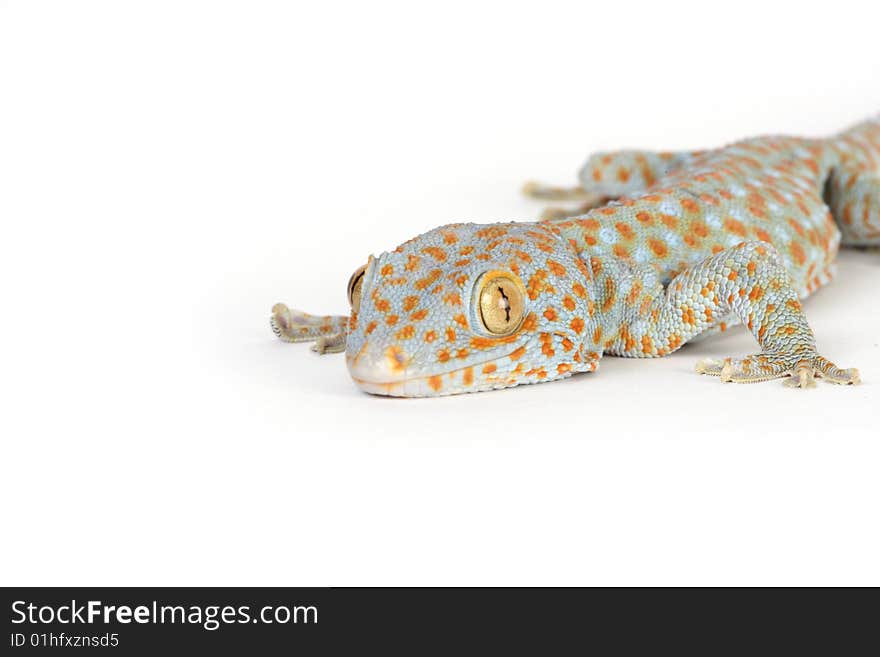 Gecko