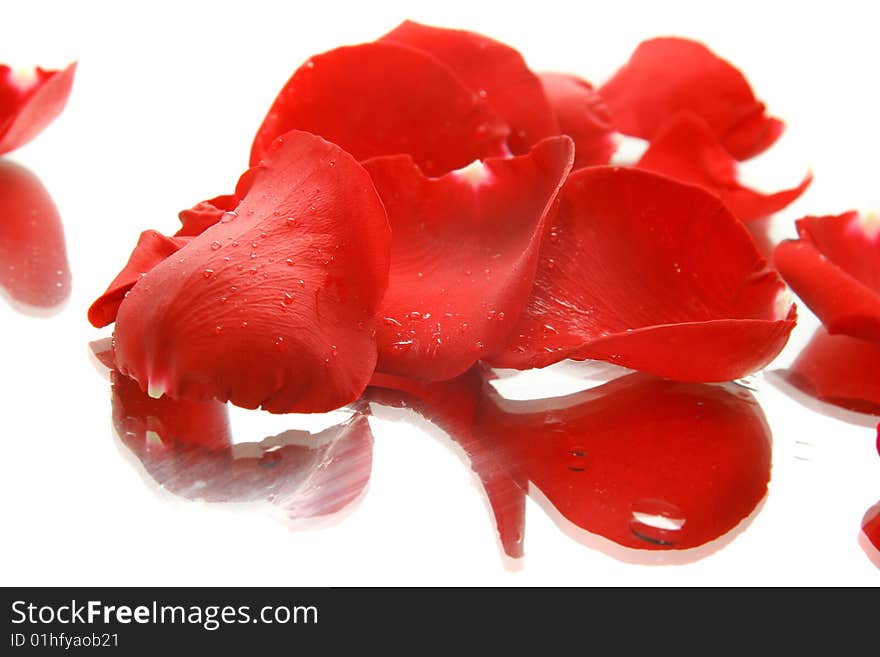 Red rose petals in water drops with reflection over white