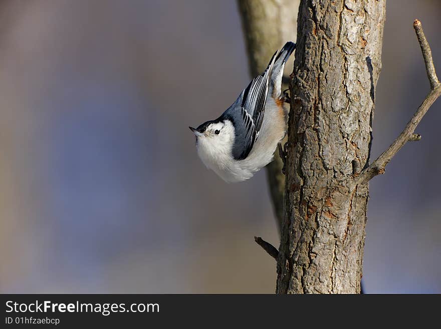 White-breasted Nuthatch (Sitta carolinensis carolinensis), male on tree. White-breasted Nuthatch (Sitta carolinensis carolinensis), male on tree.