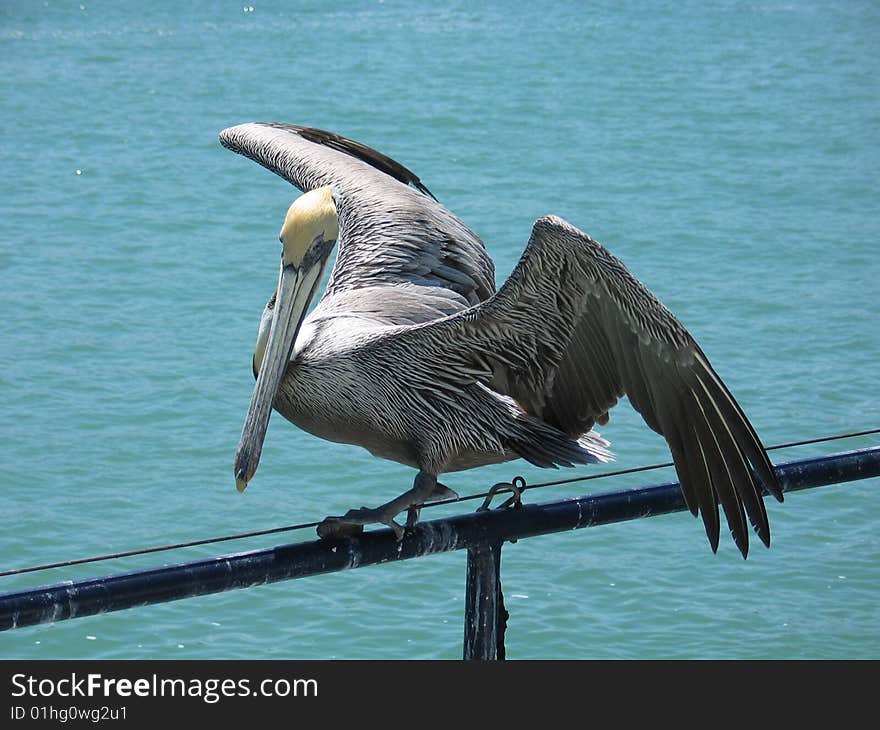 Pelican On A Wire