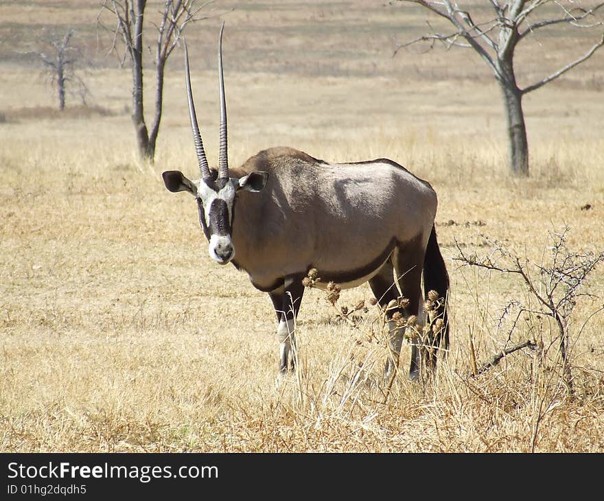 Gemsbuck with a typically beautiful black and white mask sporting uneven horns, standing in the grassland as he stares and watches bystanders in anticipation. Gemsbuck with a typically beautiful black and white mask sporting uneven horns, standing in the grassland as he stares and watches bystanders in anticipation