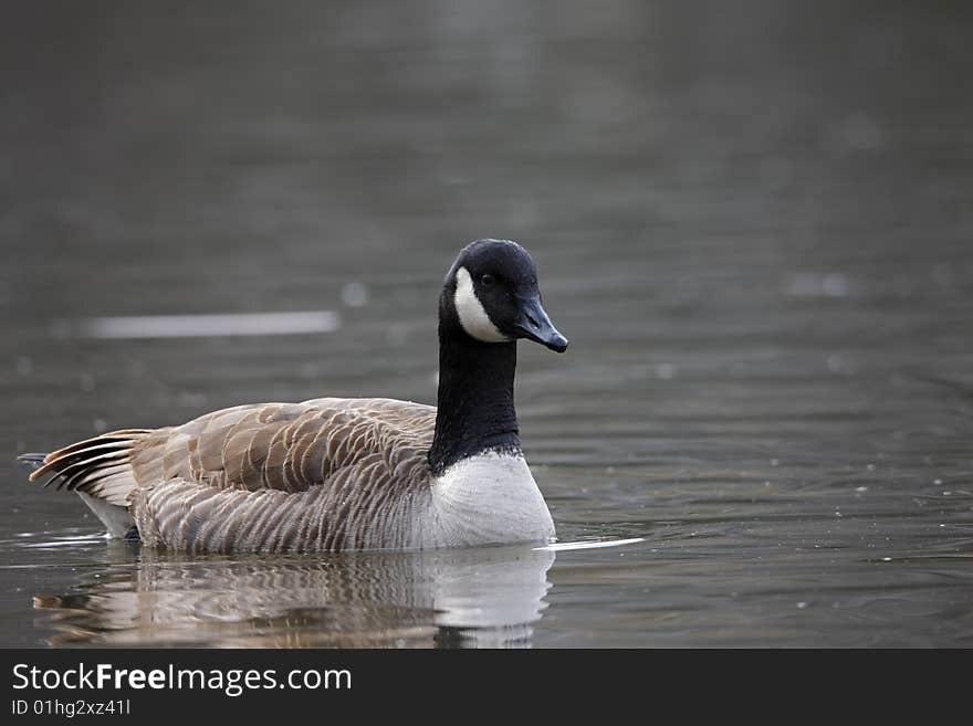 Canada Goose (Branta canadensis canadensis)