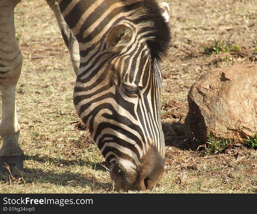 Zebra with dirt on the black white stripes, grazing on dry arid grass in South Africa. Zebra with dirt on the black white stripes, grazing on dry arid grass in South Africa