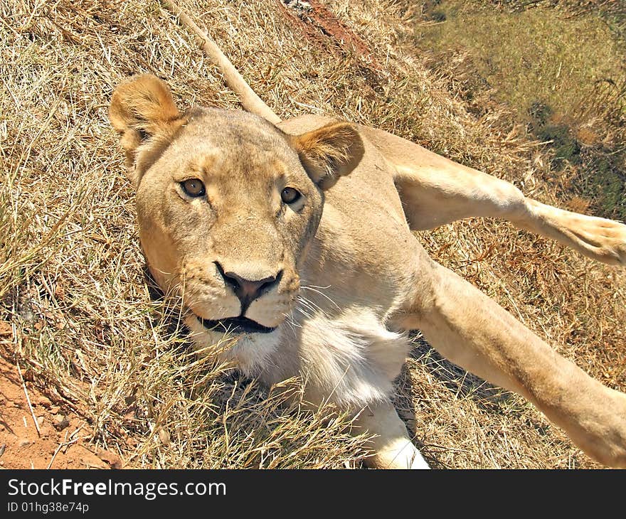 Lioness caught in the middle of rolling over in the grass to growl at my proximity. The lioness looks playful in this shot, although she was actually quite ferocious and dangerous. Lioness caught in the middle of rolling over in the grass to growl at my proximity. The lioness looks playful in this shot, although she was actually quite ferocious and dangerous