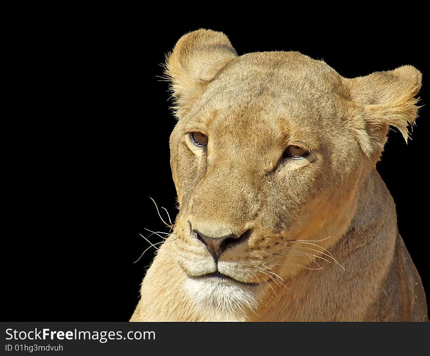 Lioness isolated on a black background, showing a pensive look in her eyes, as she lazily gazes off into the distance. Lioness isolated on a black background, showing a pensive look in her eyes, as she lazily gazes off into the distance.