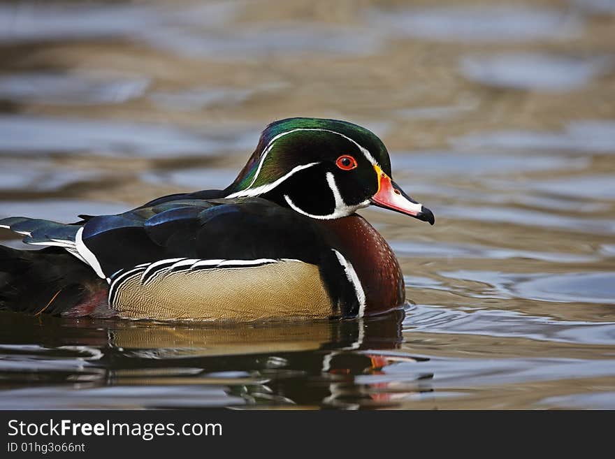 Wood Duck (Aix sponsa), male in perfect breeding plumage swimming on the Harlem Meer in New York's Central Park. Wood Duck (Aix sponsa), male in perfect breeding plumage swimming on the Harlem Meer in New York's Central Park.