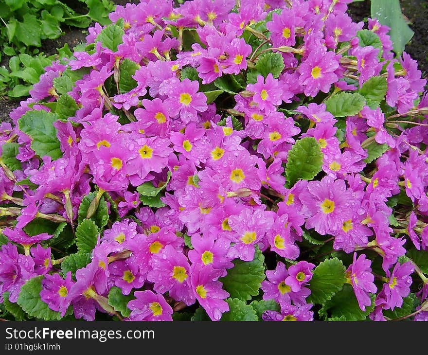 Pink The Flowers Of A Primrose