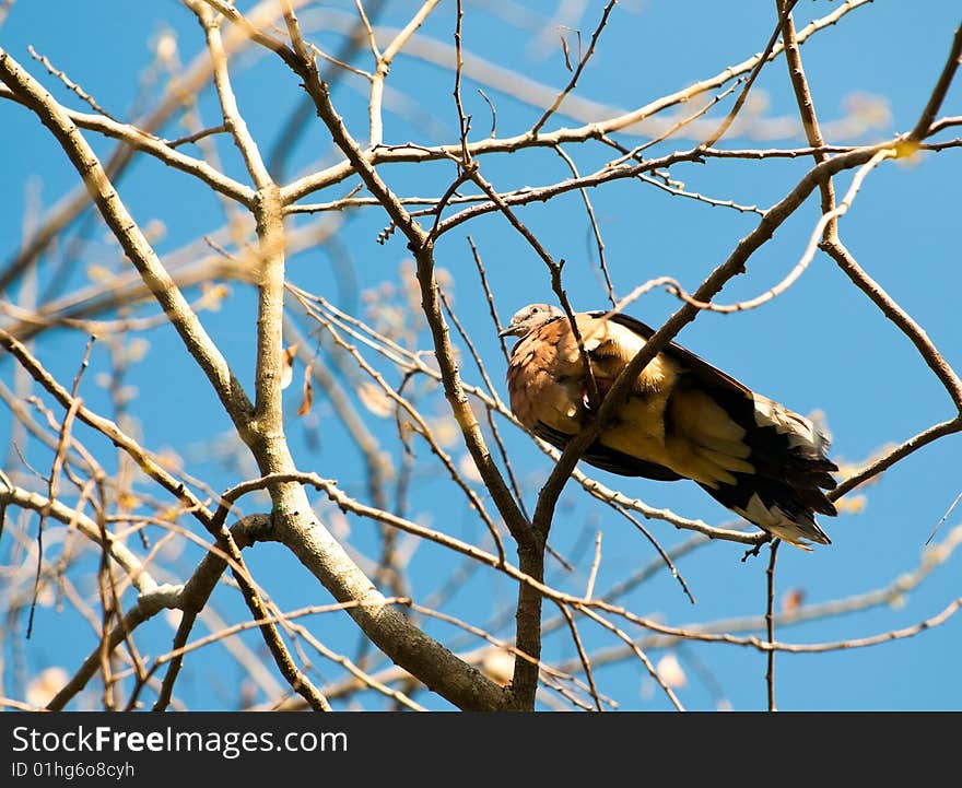 A turtle dove resting on bare branches high in a tree. A turtle dove resting on bare branches high in a tree