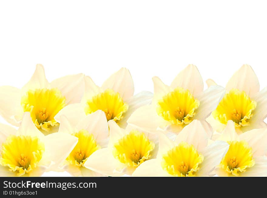 Some pretty daffodils on a white background