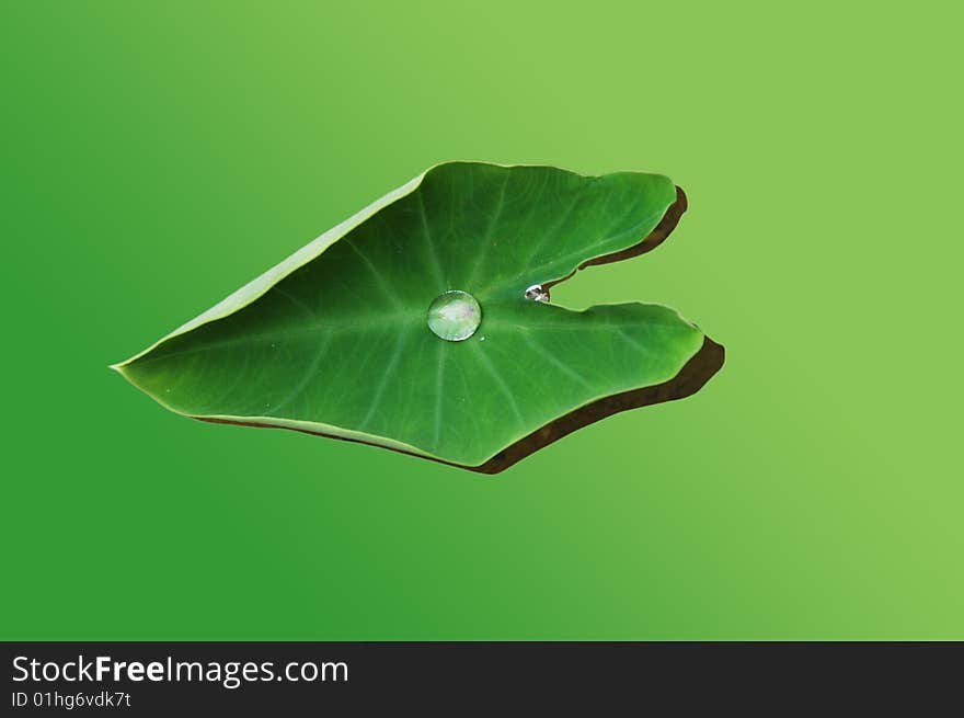 A lotus leaf with a drop of water in center, on green background.