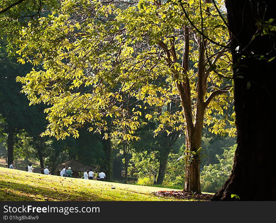 A large tree'c canopy illuminated by the morning sun in a park where people are exercising on its grassy slope. A large tree'c canopy illuminated by the morning sun in a park where people are exercising on its grassy slope