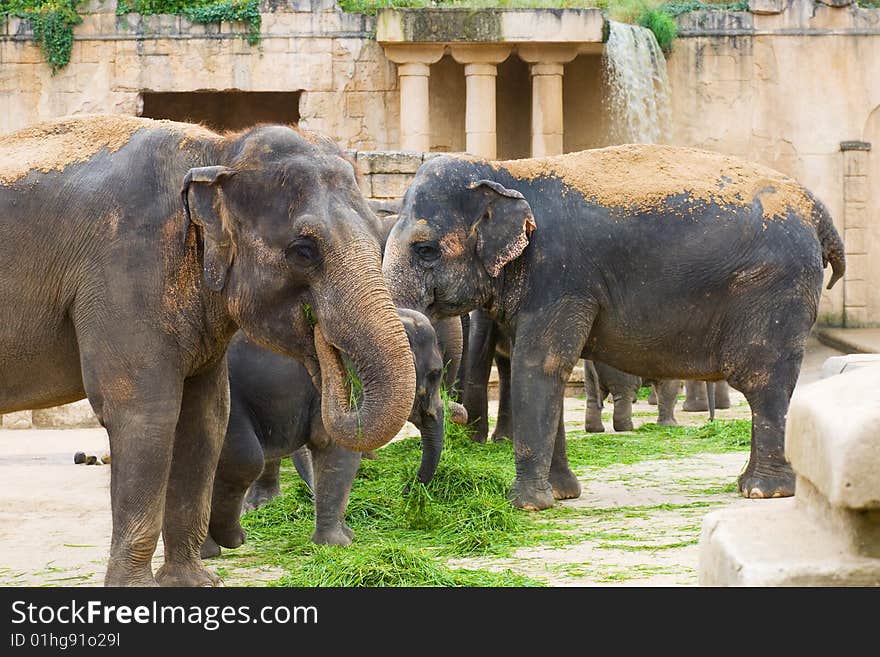 Elephants eat grass on a foreground of ancient wall