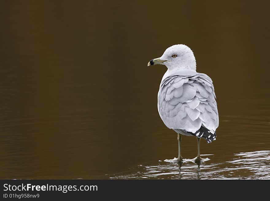 Ring-billed Gull (Larus delawarensis)