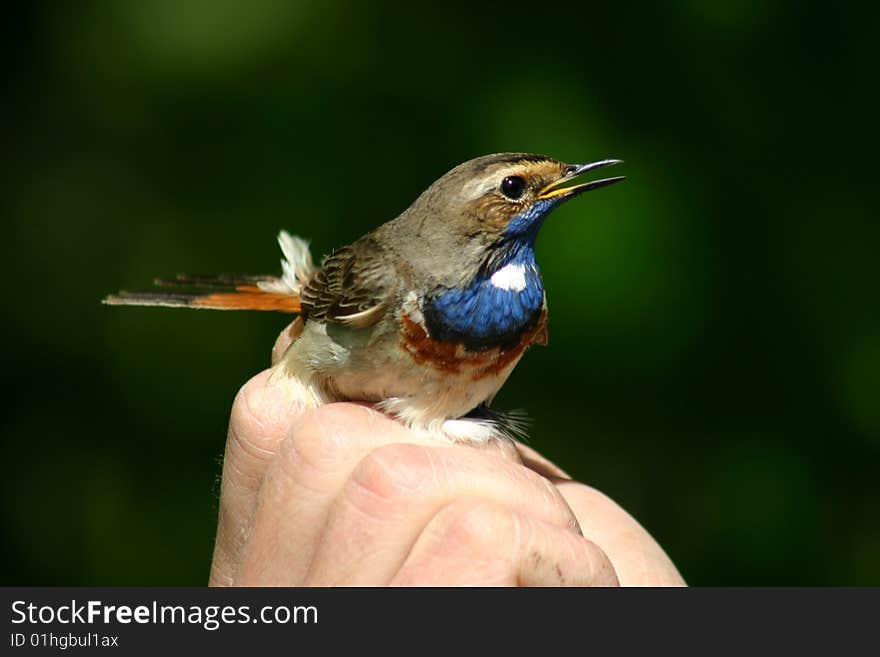 nice bird (Luscinia svecica) on hand