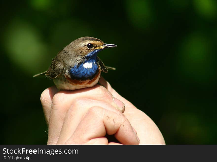 nice coler bird (Luscinia svecica) sitting on hand . nice coler bird (Luscinia svecica) sitting on hand