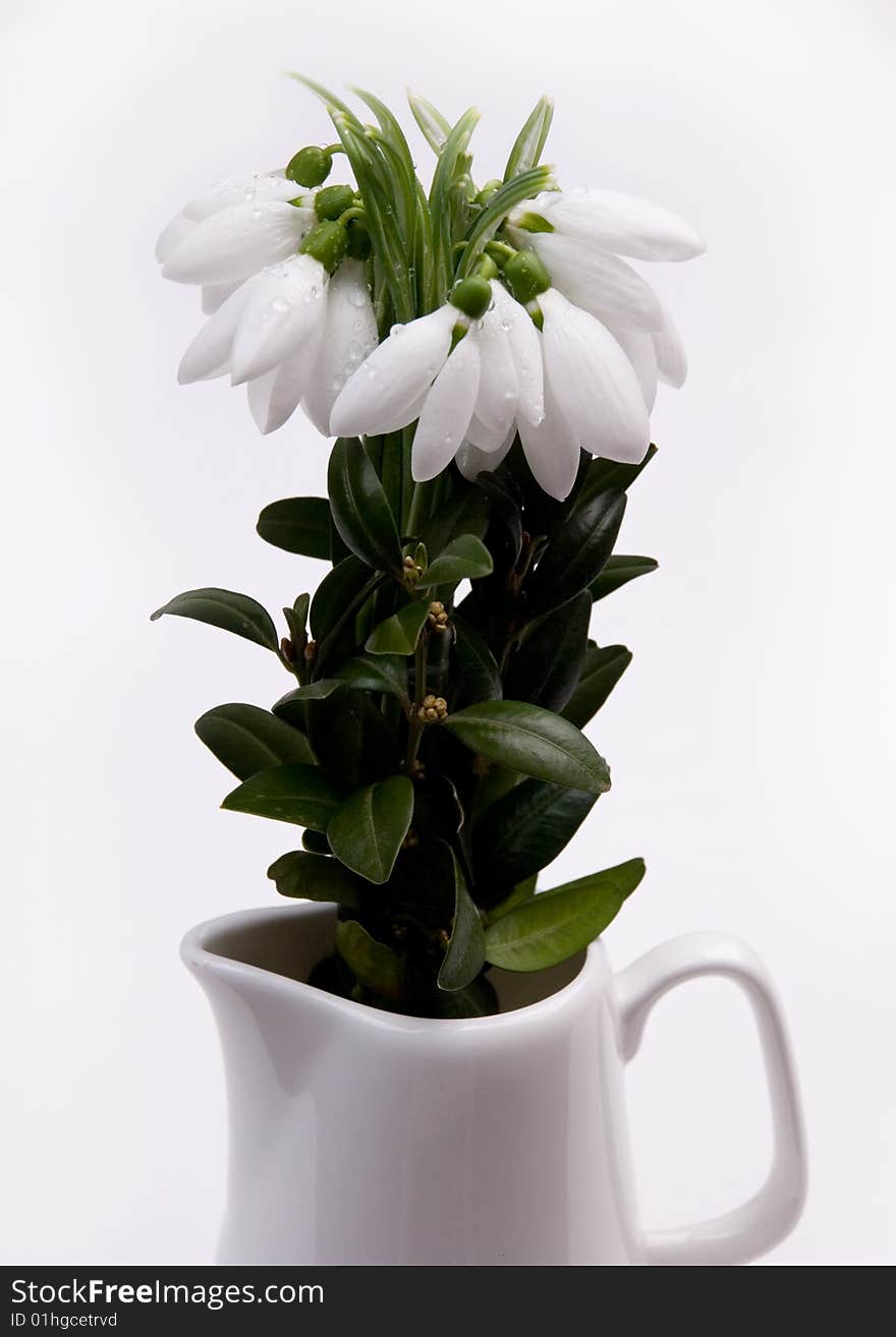 Snowdrops with dew in a jug