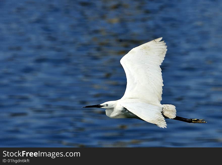 A flying seafull with the sea as background. A flying seafull with the sea as background