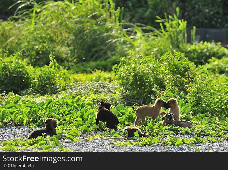 Puppies Playing on a Grassland