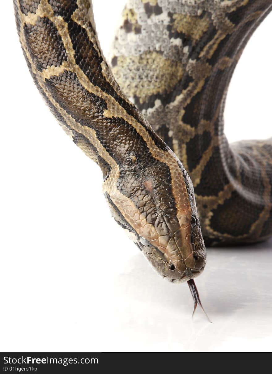 Python