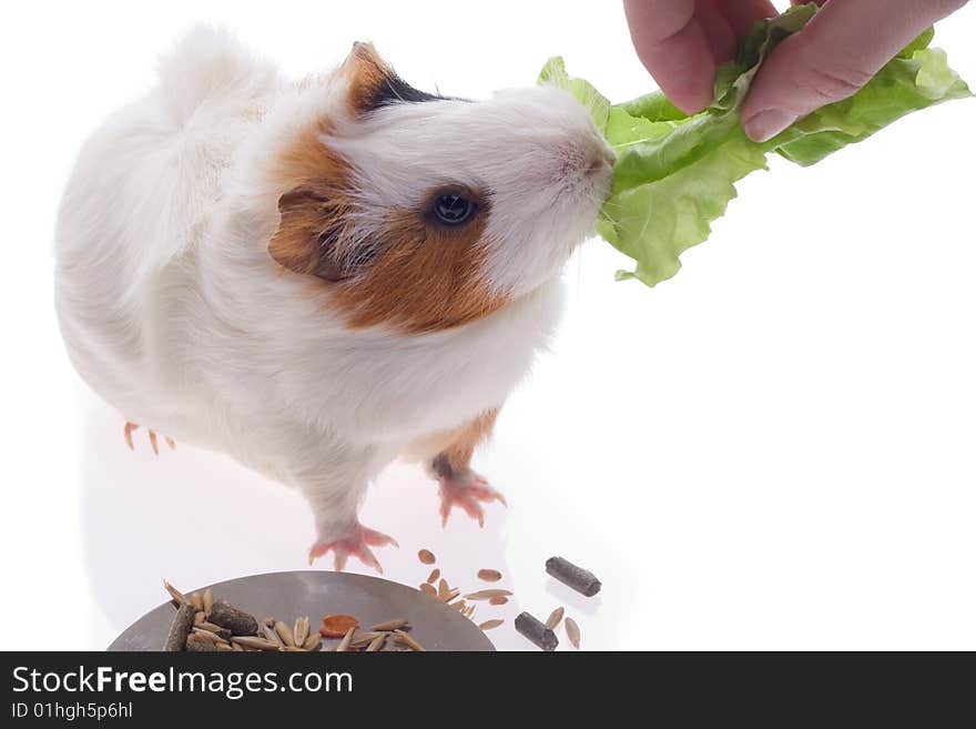 Guinea pig on a white background