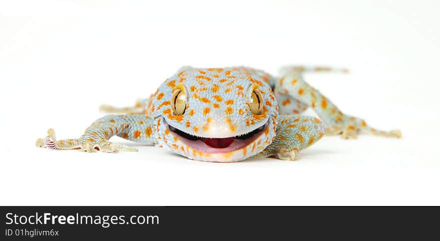 Gecko